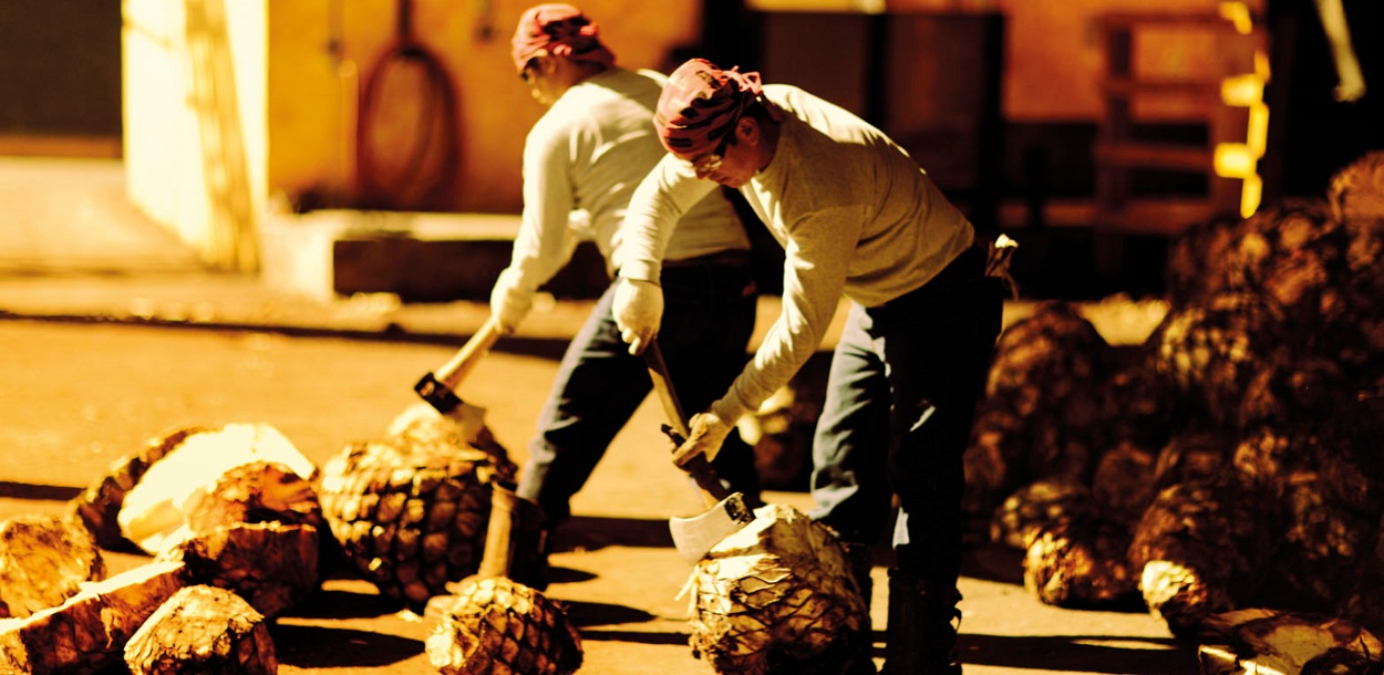 Fabrication du Tequila